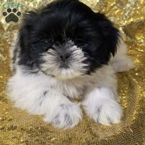 Tufo, Shih Tzu Puppy